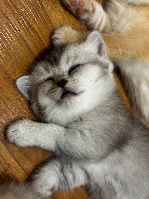 Элитные британские котята