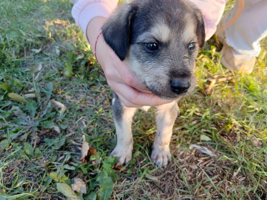 Отдам щенят бесплатно!