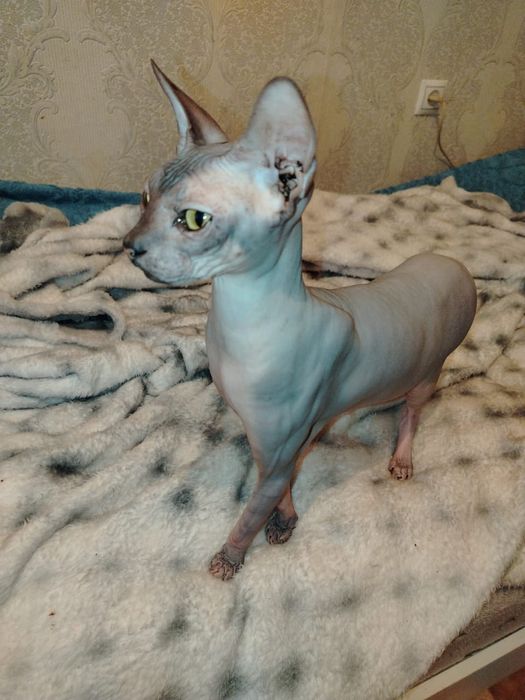 Котята  кошки и коты