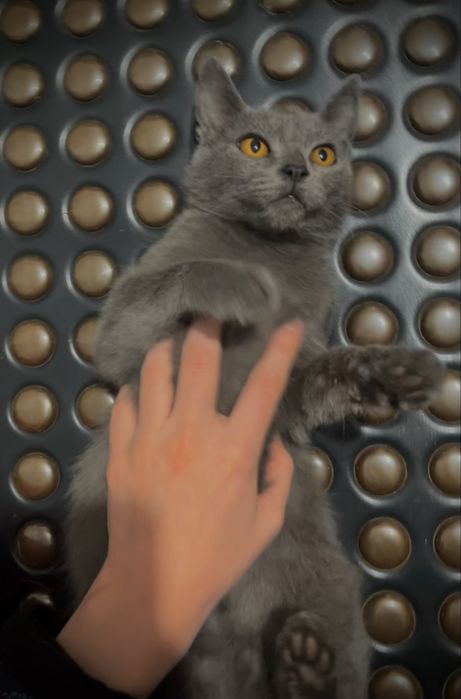 Котенок милый ласковый игривый