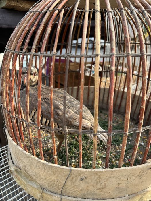 Kaklik sotiladi chayon yoqatadi