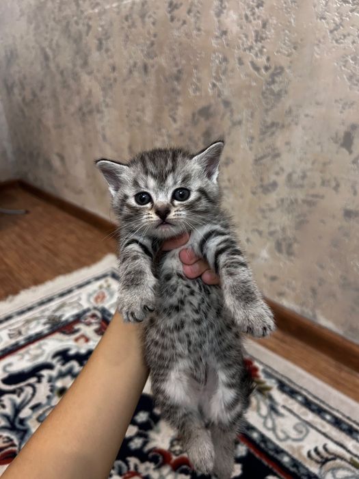 Шотландские котята — мальчик и девочка