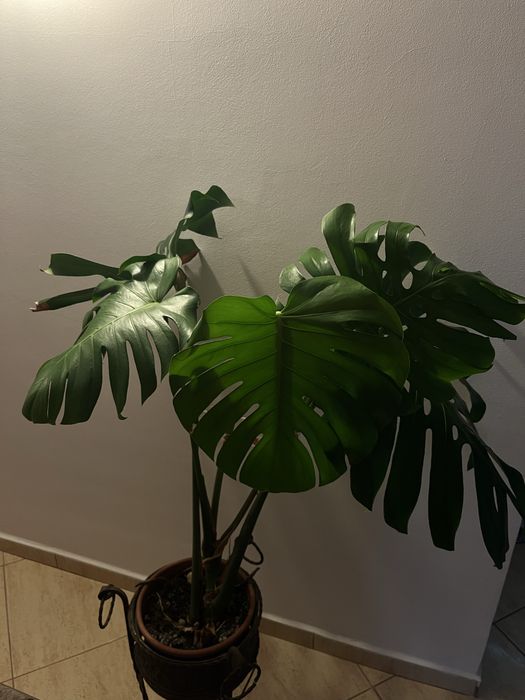 Monstera Deliciosa - planta de apartament