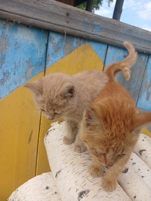 В добрые руки, котят