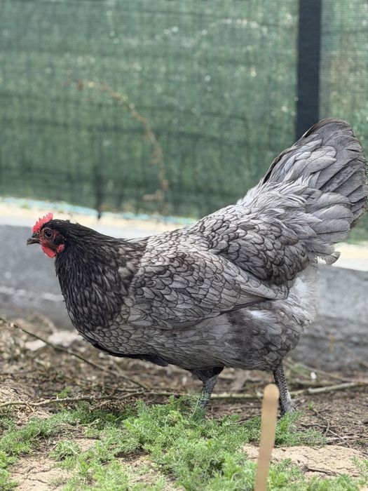 Ofer spre vanzare gaini si cocosi Brahma & Australorp