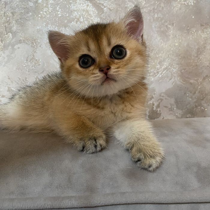 Золотая шиншилла