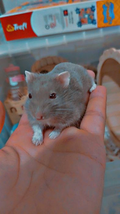 Hamster pitic de vanzare