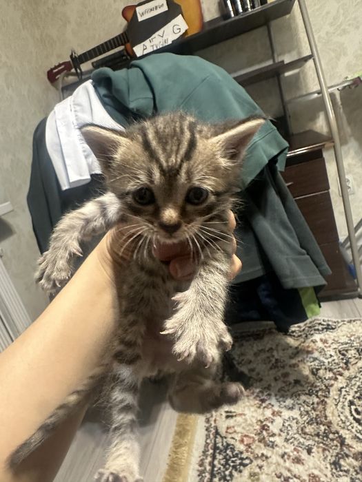 Кошечка отдам в хорошие добрые руки