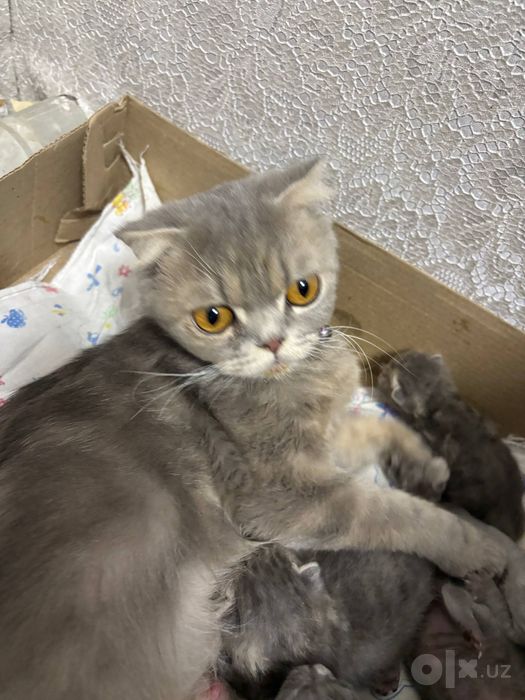 скотиш фолд 100$