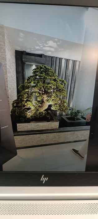 ландшафтный дизайн, газон, деревья и цветы landshaft dizayn, gazon, da