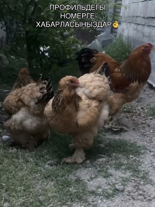 Продается куры брама палевый и светлый