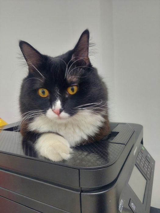 Котенок  кастрированный Феликс