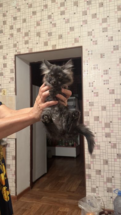 Отдам котят бесплатноо