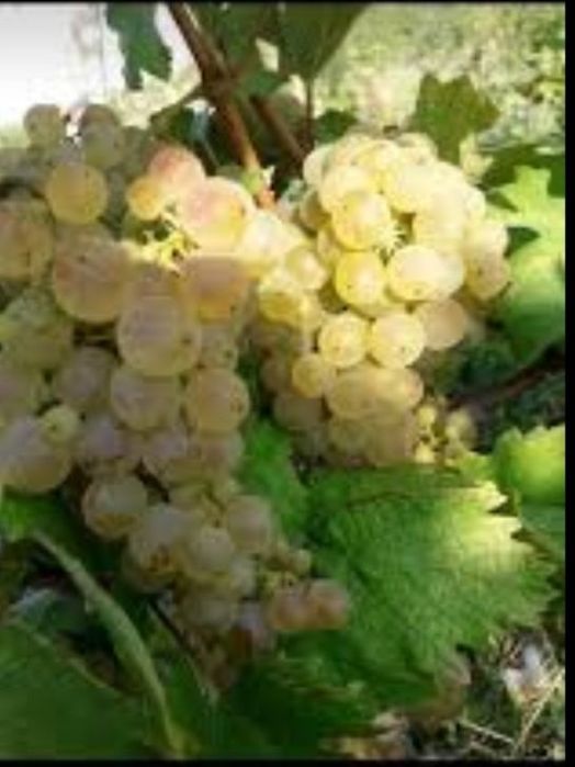 Struguri de vin toată soiurile
