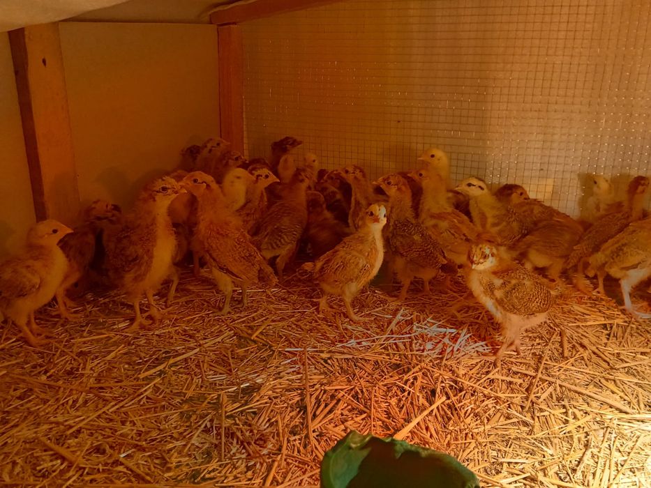 Шөжелер сатылады