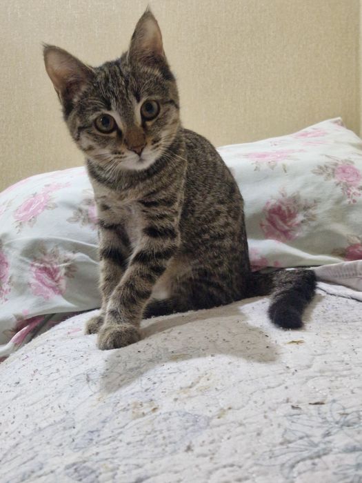 Котенок девочка 3 мес в добрые руки