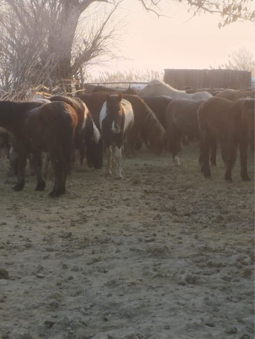Жамбыл облысы ТАЙ ҚҰНАНДАР БАР.