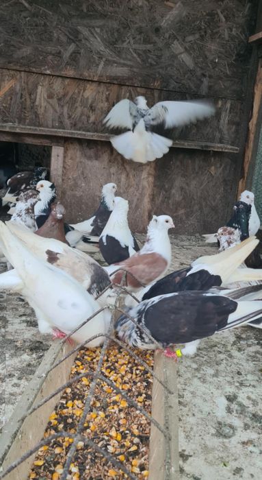 Vand Jucatori de Amara