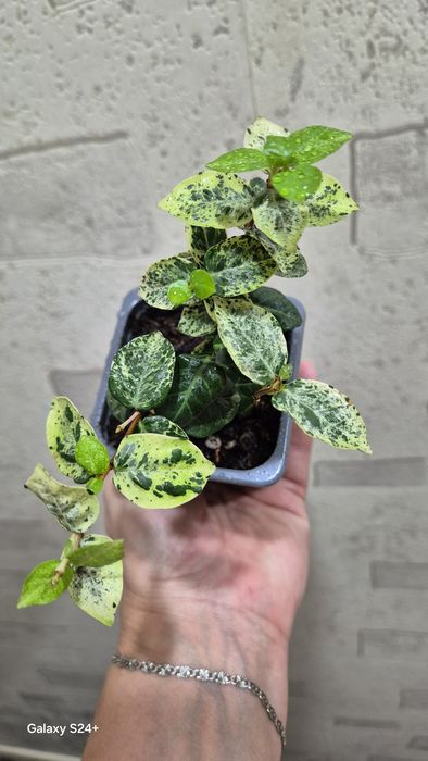 Трахелоспермум Триколор