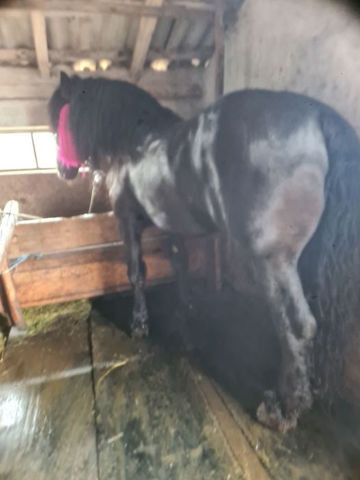 Vand sau Schimb Harmasar semi greu