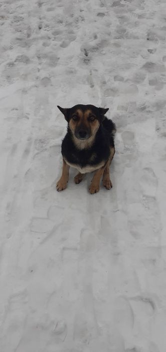 Выгул, передержка, няня