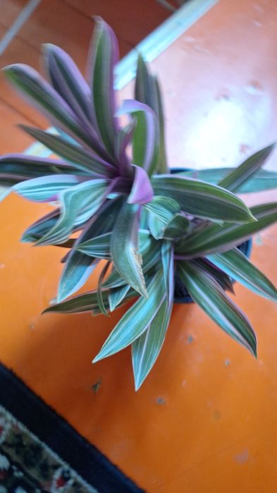 комнатные горшочные цветы