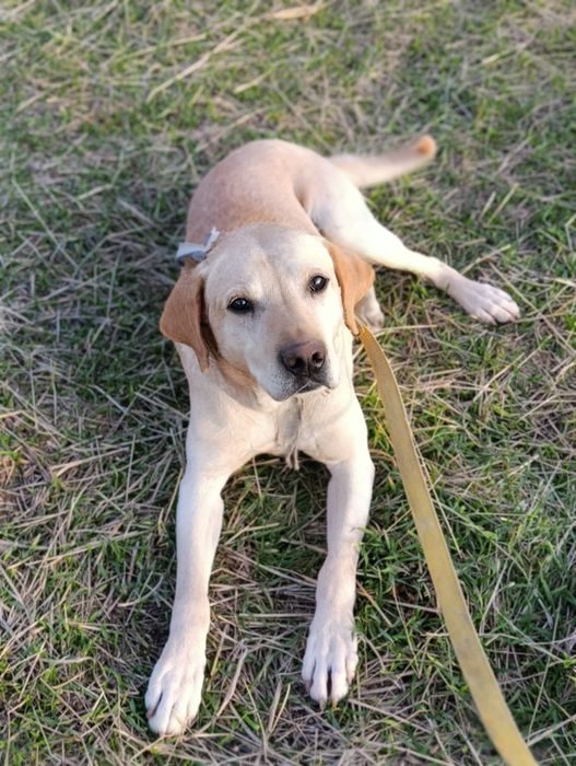 Лабрадор сотилади еркак