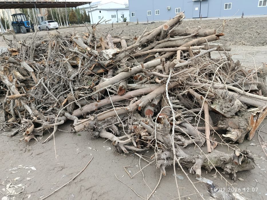 Ўтин сотилади (тут)