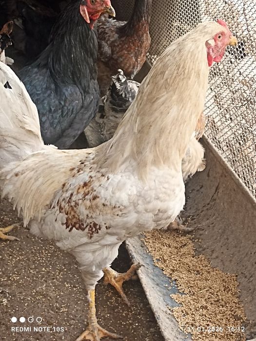 Хурозлар сотилади