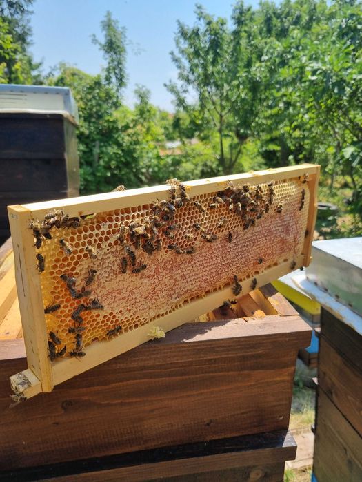 Продажба на пчелен мед