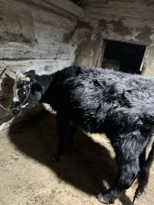 Буаз кашар сатылады