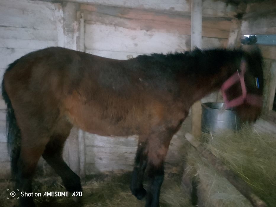 Продам кобылку 2 х летка цена 520 окончательный вариант