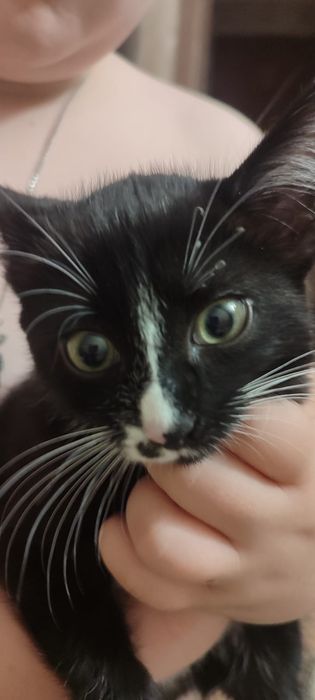 Отдам котёнка в хорошие руки