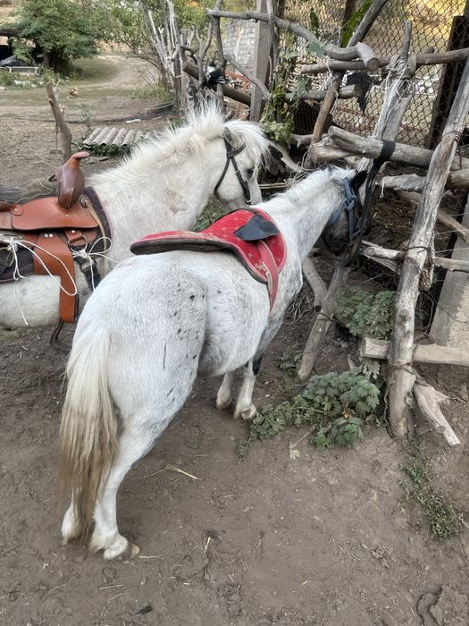 Пони айғыр биесімен сатылат