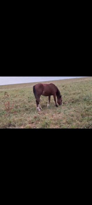 Продам лошадь кобылку