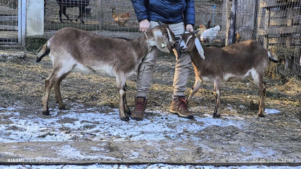 Capre anglonubian cu certificat (pedigree)