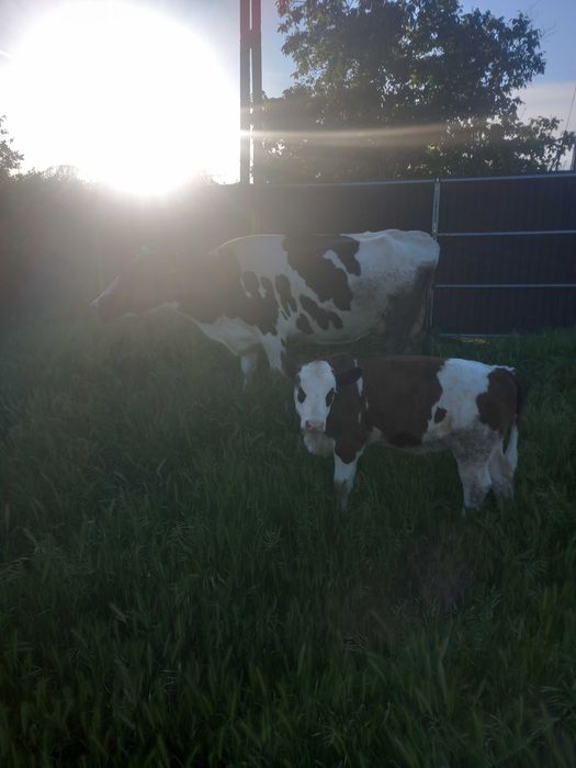 Vand vitea din vaca bună de lapte.