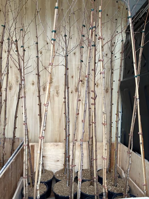 Бързорастящи и вечнозелени растения