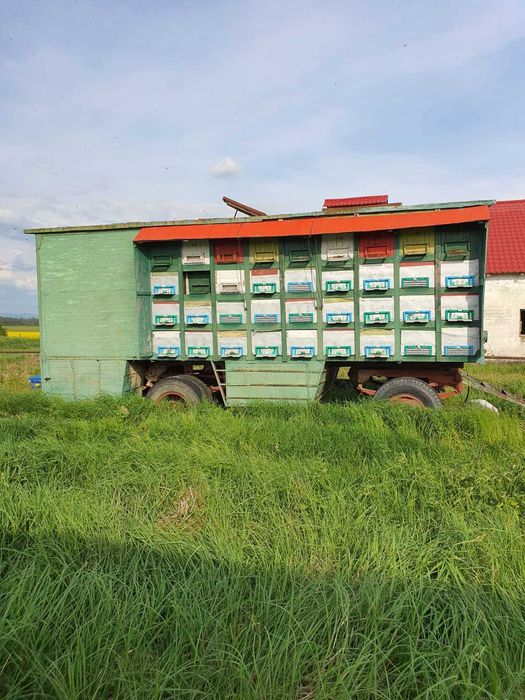 Pavilion albine 35 familii - Arad