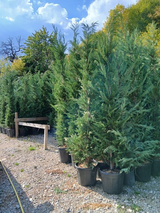 Leylandi gard viu veșnic verde