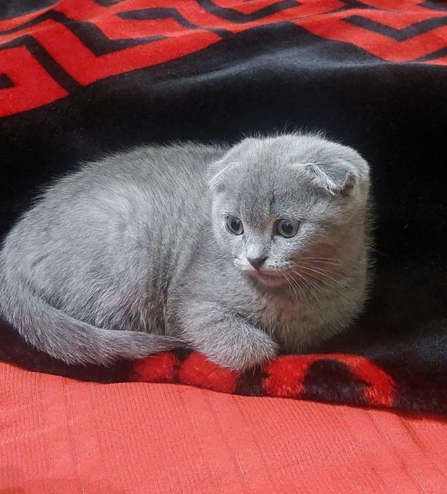 Scotish 3 oylik soglom pshak 800 ming  som jinsi qiz 99,669,77,10