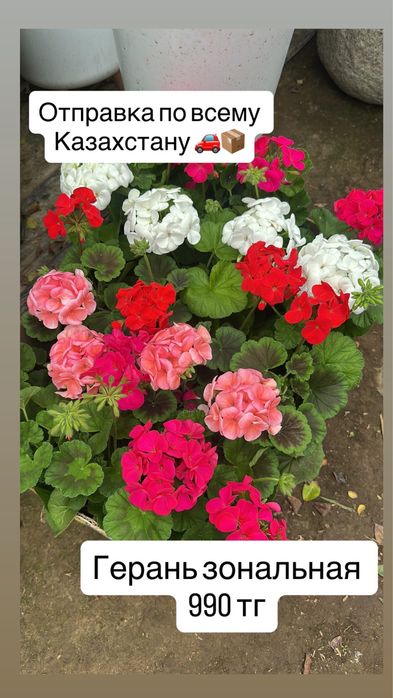 Цветы комнатные оптом