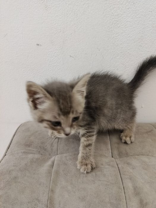 Отдам котенка девочка