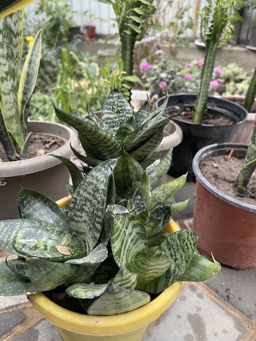 Цветы комнатные отлично подойдут для офиса кофейню