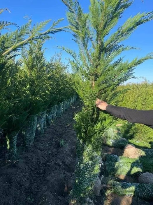 Cupressus leylandii 
Livram în toată țara gratuita 
Pret
1.80 m 2 m 12