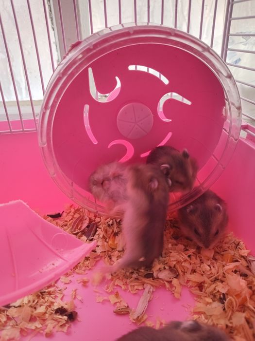 Хомячки джунгарики