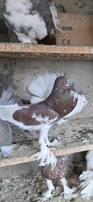 Porumbei de vânzare