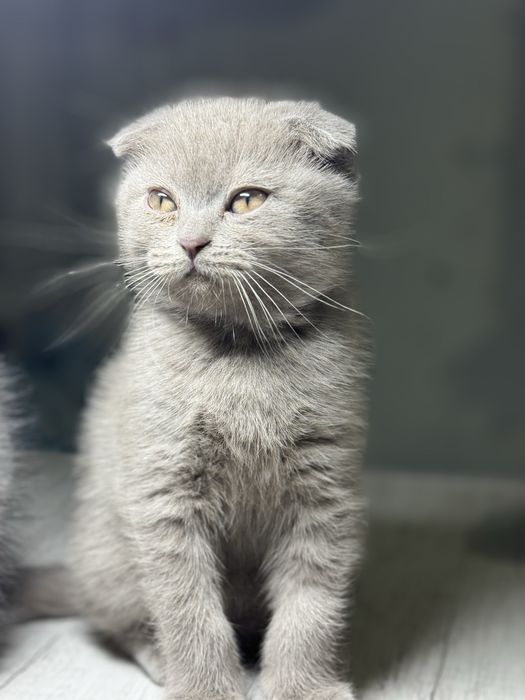 Продаются котята