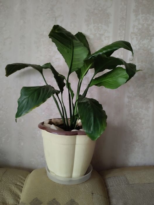 Баклажки 10 штук