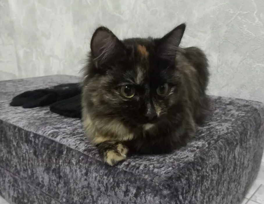 Отдам котёнка,возраст 9 мес.